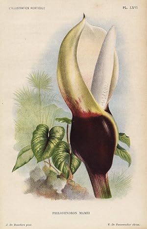 1896 Philodendron Mamei Antique Botanical Print LINDEN