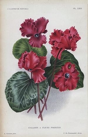 1896 Cyclamen A Fleurs Fimbriees Antique Botanical Print LINDEN