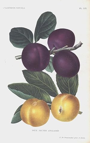 1896 Deux Prunes Anglaises Antique Botanical Print LINDEN