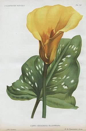 1896 Canna Elliottiana Golden Lily Antique Botanical Print LINDEN