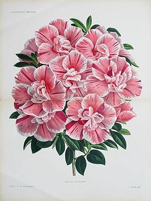 1885 AZALÃE AZALEA INDICA ARLEQUIN Double Size Antique Botanical Print LINDEN
