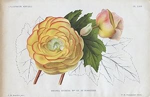 1896 Begonia Hybrida Mme CH. DE BOSSCHERE Antique Botanical Print LINDEN