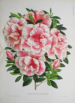 1884 June AZALEA INDICA VERVAENEANA Large Antique Botanical Print LINDEN