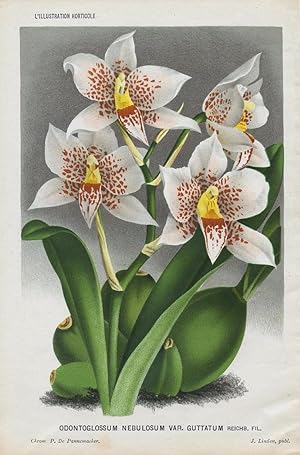 1884 June ODONTOGLOSSUM NEBULOSUM ORCHID Antique Botanical Print LINDEN