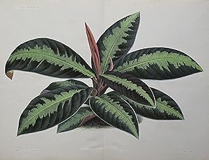 1886 LABISIA MALOUIANA Double Size Genuine Antique Botanical Print LINDEN