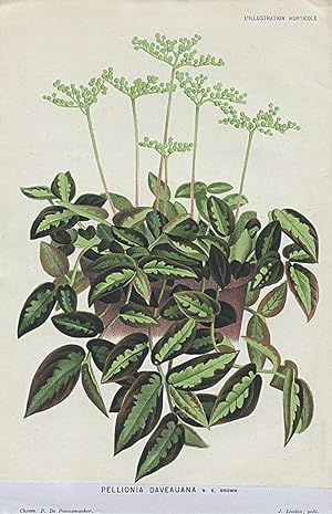 1882 PELLIONIA DAVEAUANA Antique Botanical Print LINDEN