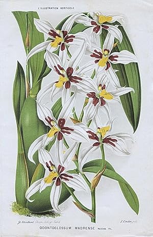 1883 ODONTOGLOSSUM MADRENSE Orchid Genuine Antique Botanical Print LINDEN