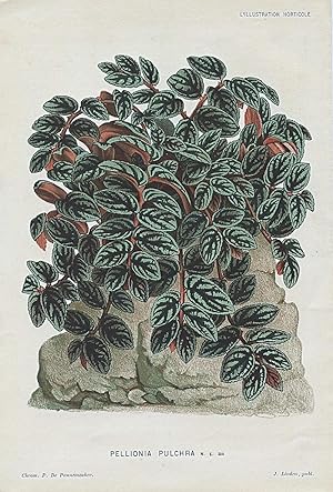 1883 PELLIONIA PULCHRA Satin Pellionia Antique Botanical Print LINDEN
