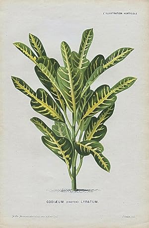 1877 CODIAEUM (CROTON) LYRATUM Genuine Antique Botanical Print LINDEN