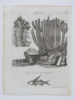 1797 Botany Euphorbia Genuine Antique Engraving + Text 1797
