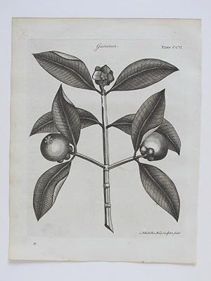 1797 Botany Botanical Garcinia Genuine Antique Engraving + Text 1797