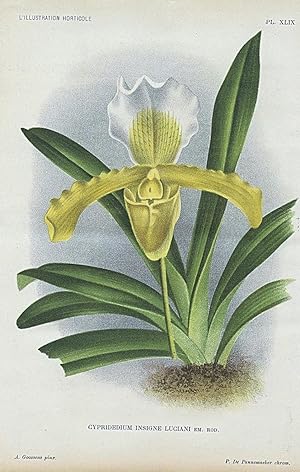 1896 Cypridedium Insigne Luciani Orchid Antique Botanical Print LINDEN
