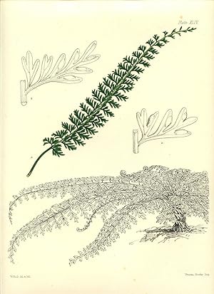 1859 Short winged Spleenwort Hand Coloured Litho Botanical Print by Fitch