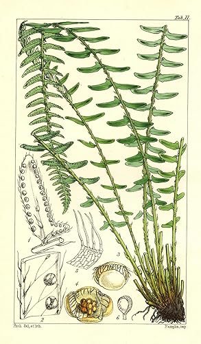 1861 Woodsia Polystichioides Hand Coloured Botanical Print by Fitch