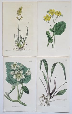 4 Genuine Curtis Botanical Engravings Prints Dates 1812 to 1822 (c17)