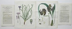 2 Genuine Curtis Botanical Engravings Prints 1827 Barbacenia Gongora (19)