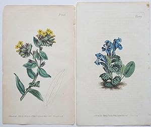 2 Genuine Curtis Botanical Engravings Prints Dates 1801 & 1807 (c23)