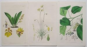 3 Genuine Curtis Botanical Engravings Prints Dates 1837 & 1838 (c24)