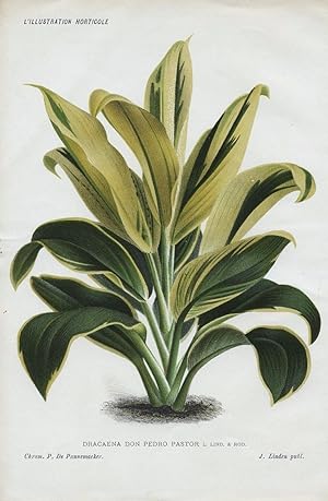 1886 DRACAENA DON PEDRO PASTOR Genuine Antique Botanical Print LINDEN
