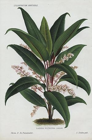 1885 LABISIA POTHOINA Genuine Antique Botanical Print LINDEN