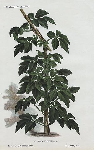 1885 MIKANIA APIIFOLIA Genuine Antique Botanical Print LINDEN