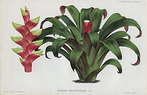 1883 VRIESEA HELICONIOIDES Genuine Antique Botanical Print LINDEN
