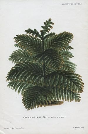 1882 ARAUCARIA MULLERI MUELLERI Genuine Antique Botanical Print LINDEN