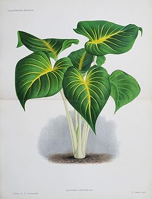 1886 ALOCASIA LINDENI Genuine Antique Botanical Print LINDEN