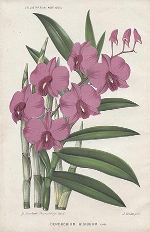 Dendrobium Suavissimum by Jean Linden Orchids A4 Art Print 
