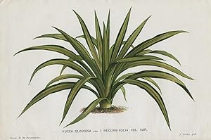 1883 YUCCA GLORIOSA Genuine Antique Botanical Print LINDEN
