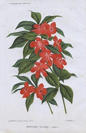 1883 IMPATIENS SULTANI Genuine Antique Botanical Print LINDEN