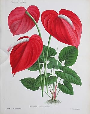 1885 ANTHURIUM ARCHIDUC LILY SCARLET FLAMINGO Antique Botanical Print LINDEN