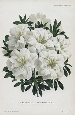 1882 AZALEA INDICA Genuine Antique Botanical Print LINDEN