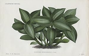 1886 GOODYERA RODIGASIANA Antique Botanical Print LINDEN