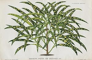 1883 CODIAEUM (CROTON) VAN OOSTERZEEI Genuine Antique Botanical Print LINDEN