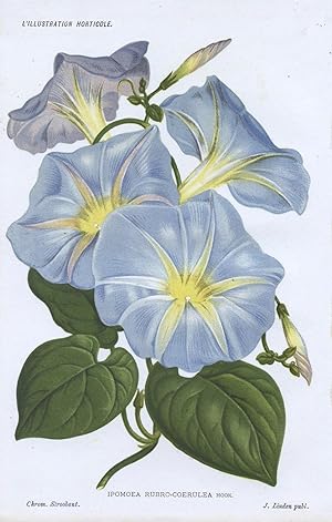 1885 IPOMOEA RUBRO-COERULEA Heavenly Blue Antique Botanical Print LINDEN