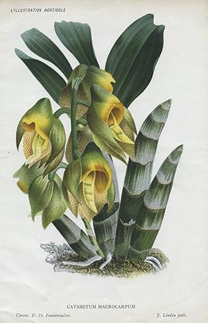 1886 CATASETUM MACROCARPUM Monk's Head Orchid Antique Botanical Print LINDEN