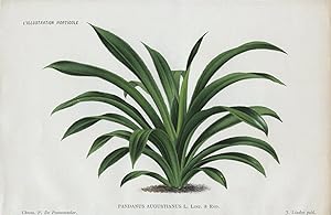 1886 PANDANUS AUGUSTIANUS Antique Botanical Chromolithograph Print LINDEN