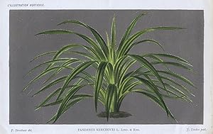 1886 PANDANUS KERCHOVEI Antique Botanical Print LINDEN