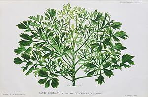 1883 PANAX FRUTICOSUM Genuine Antique Botanical Print LINDEN