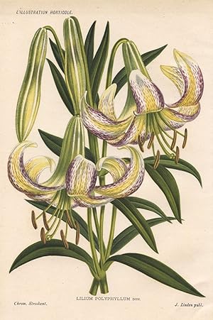 1885 LILIUM POLYPHYLLUM LILIACÃES LILY Genuine Antique Botanical Print LINDEN