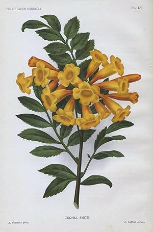 1896 Tecoma Smithi Antique Botanical Print LINDEN