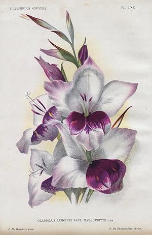 1896 Gladiolus Lemoinei Paul Margueritte Antique Botanical Print LINDEN