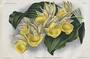 1896 Catasetum Splendens Orchid Antique Botanical Print LINDEN