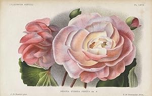 1896 Begonia Hybrida Festiva Antique Botanical Print LINDEN