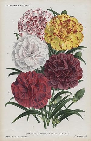 1885 DIANTHUS CARYOPHYLLUS LINN VAR CARNATION Antique Botanical Print LINDEN