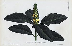 1884 July APHELANDRA ATROVIRENS Antique Botanical Print LINDEN