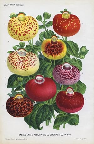 1884 July CALCEOLARIA ARACHNOIDEO-CRENATIFLORA Antique Botanical Print LINDEN