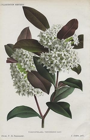 1885 TOXICOPHLAEA THUNBERGI Genuine Antique Botanical Print LINDEN