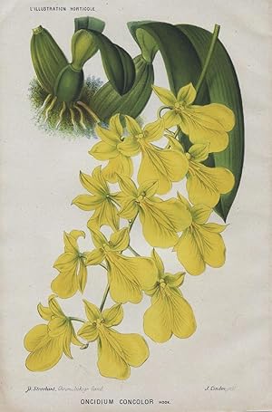 1883 ONCIDIUM CONCOLOR Orchid Genuine Antique Botanical Print LINDEN